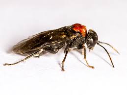 Attēlu rezultāti vaicājumam “Eriocampa ovata larva”