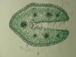 Attēlu rezultāti vaicājumam “Festuca ovina”