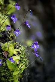Attēlu rezultāti vaicājumam “Pinguicula vulgaris flower”