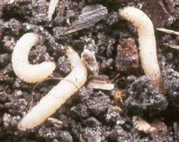 Attēlu rezultāti vaicājumam “Phronia sp. larva”