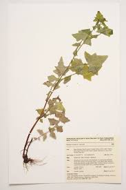 Attēlu rezultāti vaicājumam “Mycelis muralis”