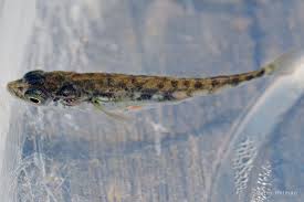 Attēlu rezultāti vaicājumam “Gasterosteus aculeatus”