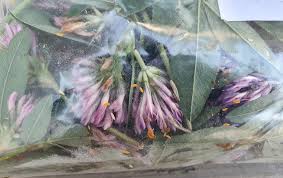 Attēlu rezultāti vaicājumam “Cystiphora sanguinea larva”