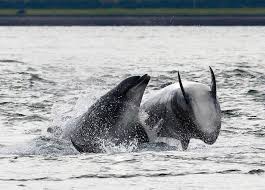 Image result for Dolphin Badminton Club