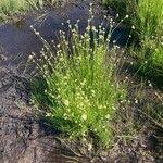 Attēlu rezultāti vaicājumam “Rhynchospora alba leaf”