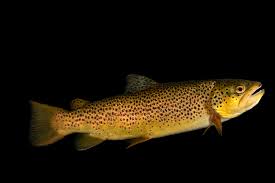 Image result for Salmo trutta trutta