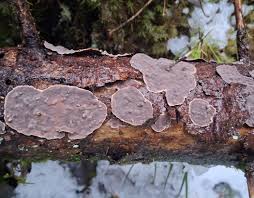 Attēlu rezultāti vaicājumam “Phellinus nigrolimitatus”
