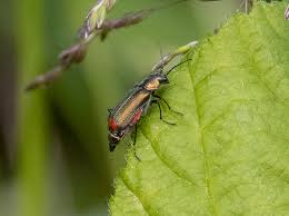 Attēlu rezultāti vaicājumam “Malachius bipustulatus”