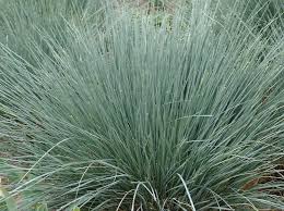 Attēlu rezultāti vaicājumam “Helictotrichon pratense leaf”