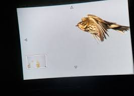 Attēlu rezultāti vaicājumam “Lycogala cf. fossiculatum”