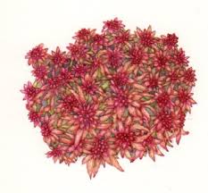 Attēlu rezultāti vaicājumam “Sphagnum capillifolium”