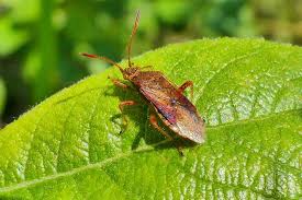 Attēlu rezultāti vaicājumam “Rhopalus maculatus imago”