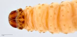 Attēlu rezultāti vaicājumam “Cydia pomonella”