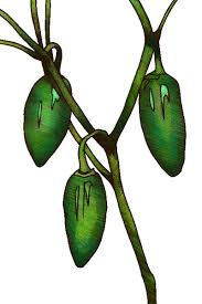 Afbeeldingsresultaat voor jalapeno early hot pepper