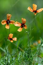 Attēlu rezultāti vaicājumam “Papaver argemone leaf”