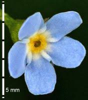 Attēlu rezultāti vaicājumam “Myosotis laxa subsp. baltica leaf”