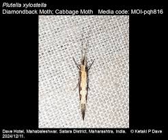 Attēlu rezultāti vaicājumam “Plutella xylostella”