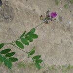 Attēlu rezultāti vaicājumam “Lathyrus niger”