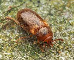 Attēlu rezultāti vaicājumam “Adomerus biguttatus”