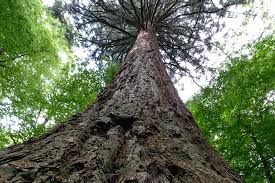 Image result for Mammutbaum