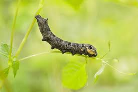 Attēlu rezultāti vaicājumam “Deilephila elpenor larva”