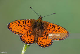 Attēlu rezultāti vaicājumam “Boloria eunomia”