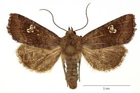 Attēlu rezultāti vaicājumam “Amphipoea”