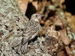 Attēlu rezultāti vaicājumam “Muscicapa striata juvenile”