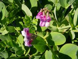 Attēlu rezultāti vaicājumam “Lathyrus japonicus subsp. maritimus fruit”