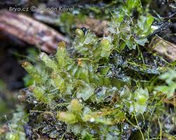 Attēlu rezultāti vaicājumam “Leiocolea heterocolpos”