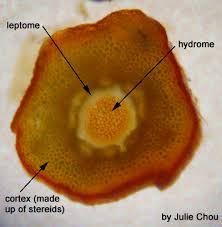 Attēlu rezultāti vaicājumam “Polytrichum commune sporophyte”