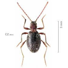 Attēlu rezultāti vaicājumam “Ptinus sp. female”