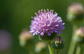 Attēlu rezultāti vaicājumam “Succisa pratensis bud”