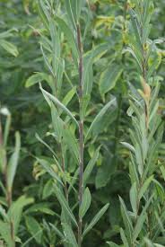 Attēlu rezultāti vaicājumam “Salix purpurea”