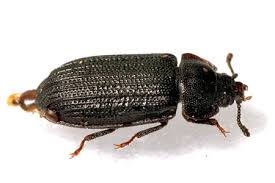 Attēlu rezultāti vaicājumam “Grynocharis oblonga”