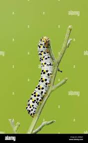 Attēlu rezultāti vaicājumam “Shargacucullia scrophulariae”