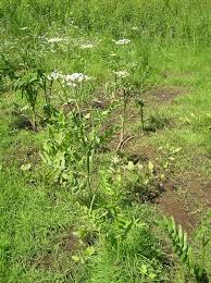 Attēlu rezultāti vaicājumam “Sium latifolium leaf”