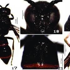 Attēlu rezultāti vaicājumam “Symmorphus sp.”