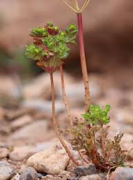 Attēlu rezultāti vaicājumam “Euphorbia helioscopia leaf”