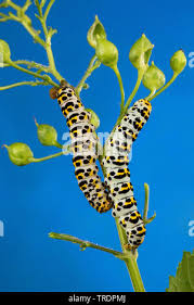 Attēlu rezultāti vaicājumam “Shargacucullia scrophulariae larva”