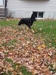 Image result for Charville Chasers