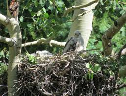Attēlu rezultāti vaicājumam “Accipiter gentilis nest”