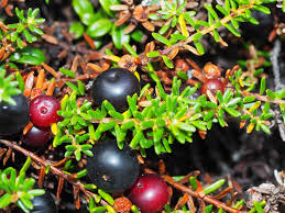 Attēlu rezultāti vaicājumam “Empetrum nigrum”