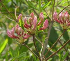 Attēlu rezultāti vaicājumam “Rhododendron periclymenoides flower”