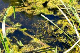 Attēlu rezultāti vaicājumam “Potamogeton praelongus”