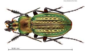 Attēlu rezultāti vaicājumam “Carabus cancellatus”