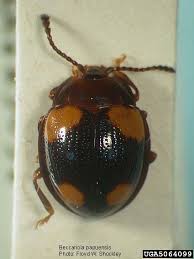 Attēlu rezultāti vaicājumam “Endomychidae”