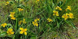Attēlu rezultāti vaicājumam “Cribraria violacea macro”
