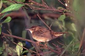 Image result for Locustella certhiola