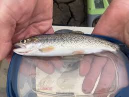 Image result for Oncorhynchus clarkii